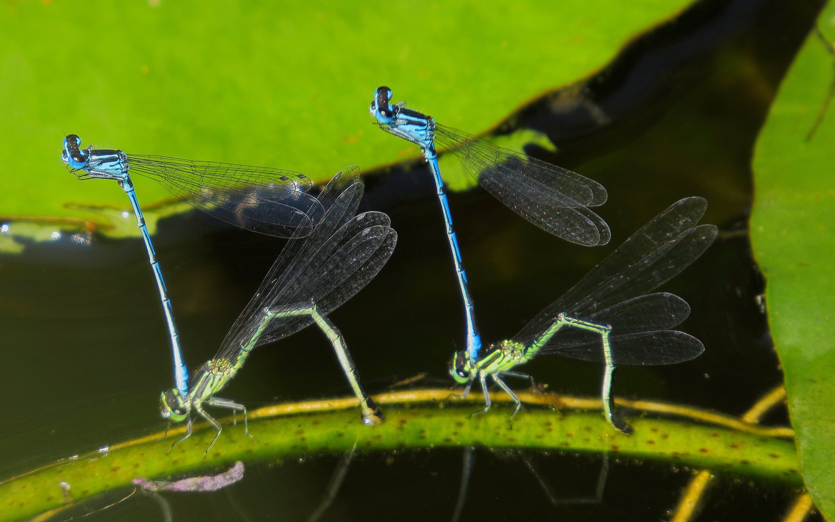 Accoppiamento tra pennipes